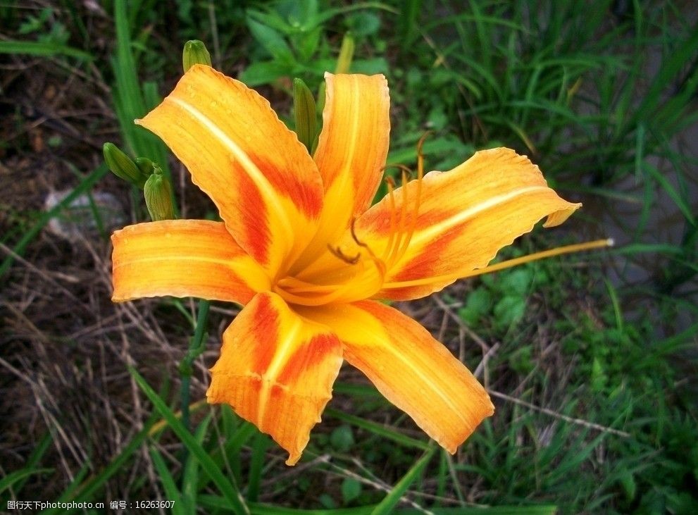 关键词:萱花盛开 萱花 萱草 黄花 黄花菜 花朵 鲜