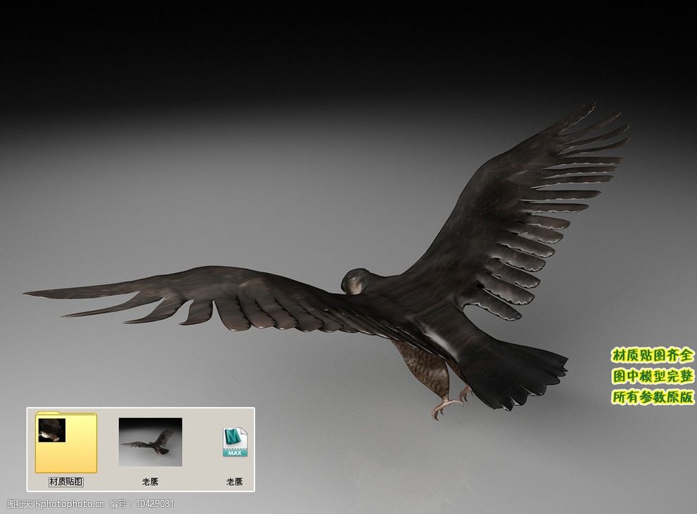 老鹰黑鹰雄鹰3d三维模型建模图片