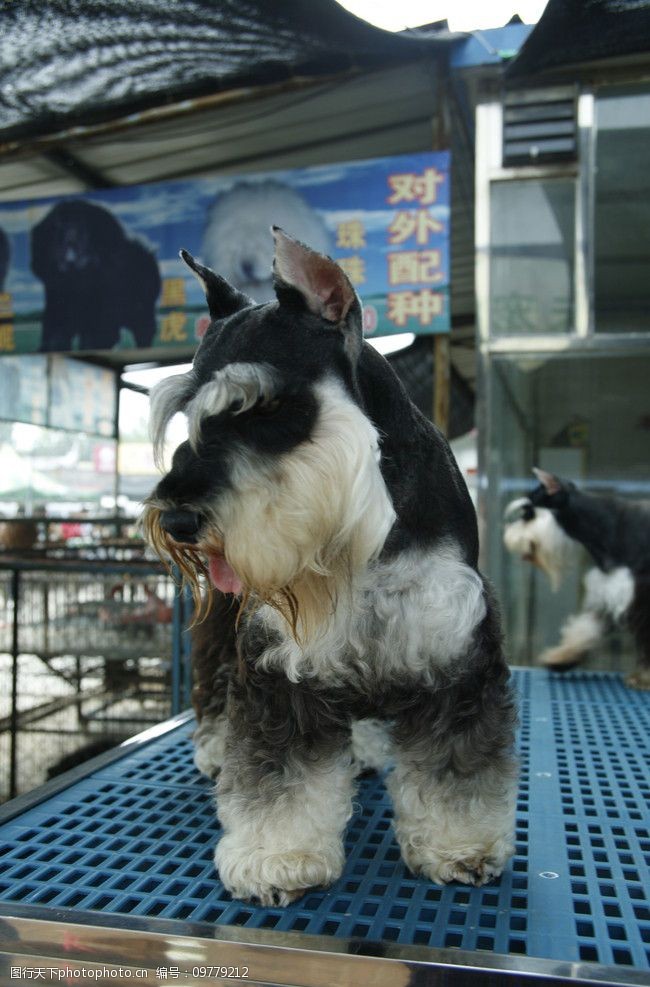 捷克梗犬狗图片