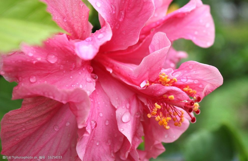 关键词:雨后的花 红色 花朵 雨后 水珠 壁纸 花草 生物世界 摄影 72