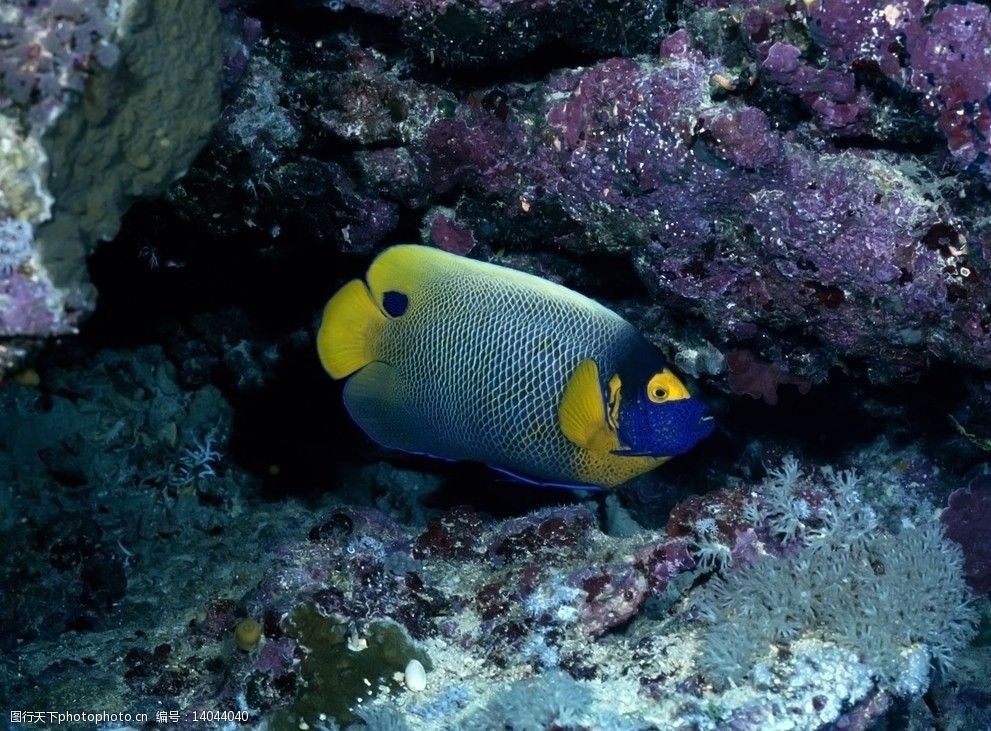 关键词:海底世界 海洋生物 鱼 生物世界 摄影 72dpi jpg