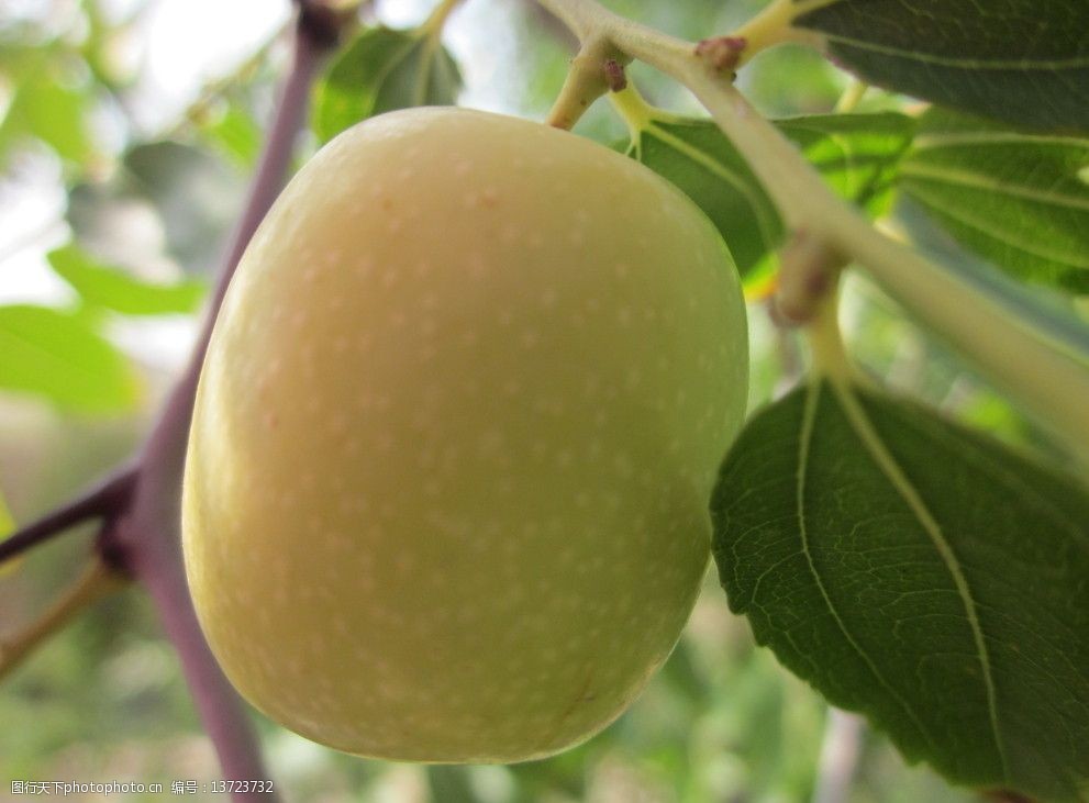 关键词:宁夏野生枣 枣子 青枣 未成熟 水果 生物世界 摄影 180dpi jpg