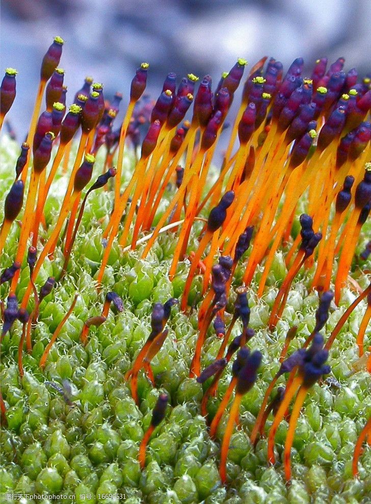 关键词:狭叶并齿藓 苔藓 植物 花丛 微生物 花草 生物世界 摄影 300