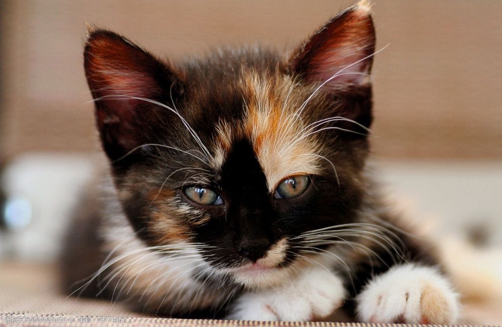 可爱的小猫图片