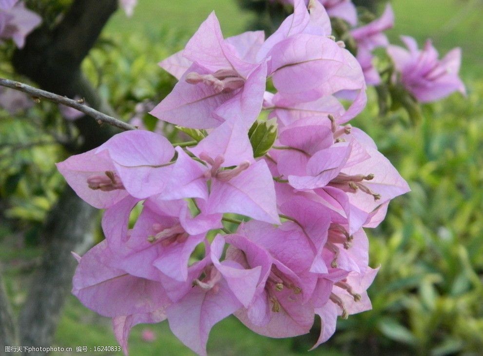 关键词:三角梅非高清 三角梅 背景虚化 淡紫色 花草 生物世界 摄影