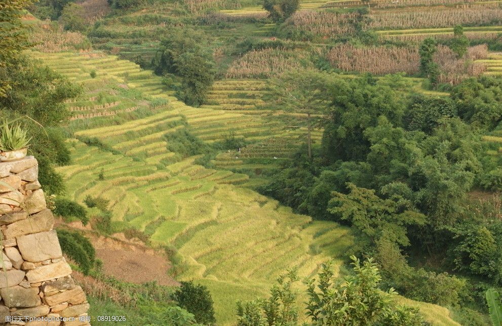 云南文山风光 田园风光 台地 条田 水稻 田野 丰收 山地 自然景观