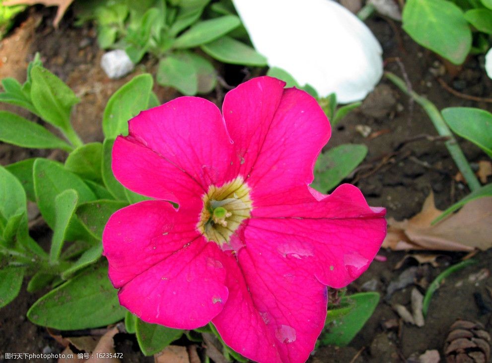 关键词:矮牵牛 花朵 牵牛花 红花 花草 生物世界 摄影 180dpi jpg