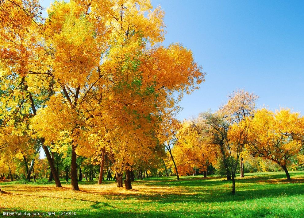 秋季茂盛的枫树叶草地枫树林图片