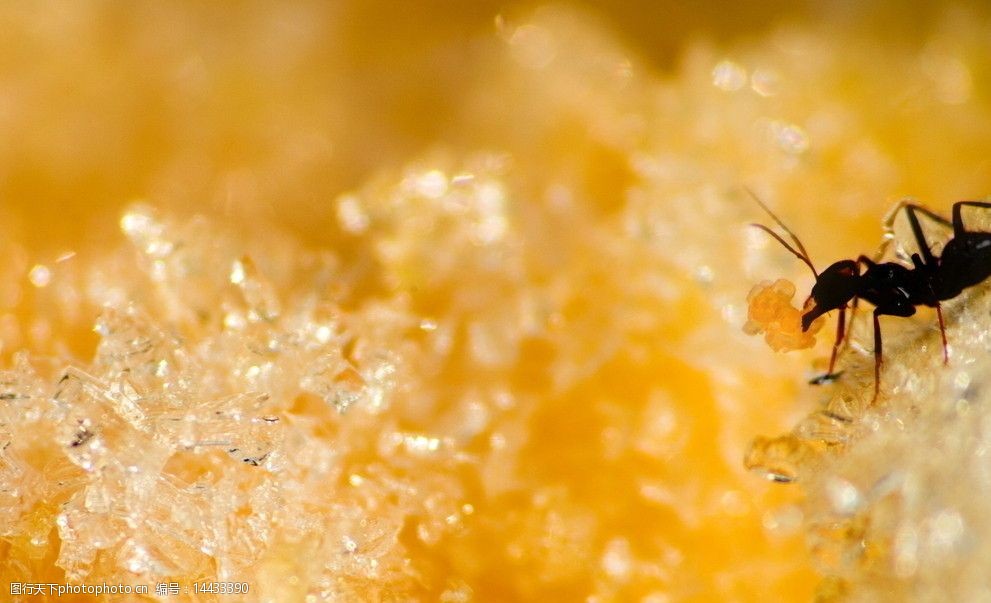 冰凌上的小蚂蚁图片