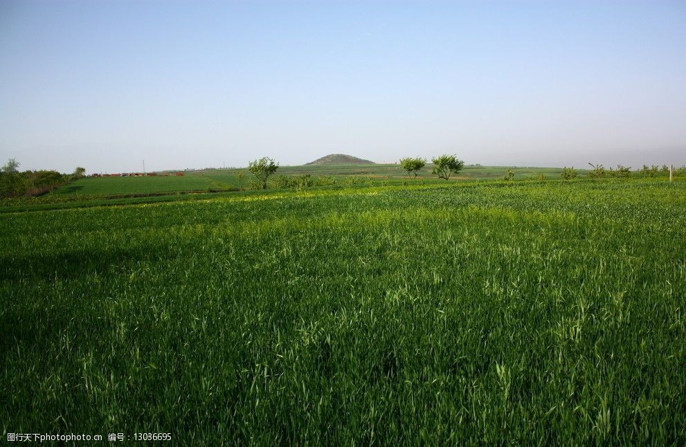 白鹿原的麦田图片