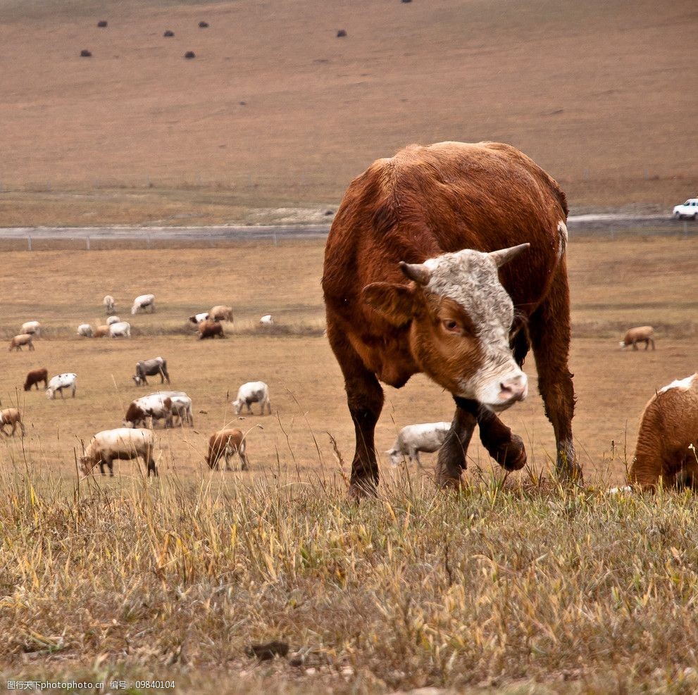 草原上的牛图片