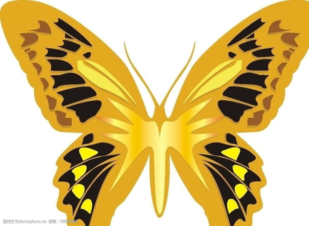 矢量蝴蝶图片