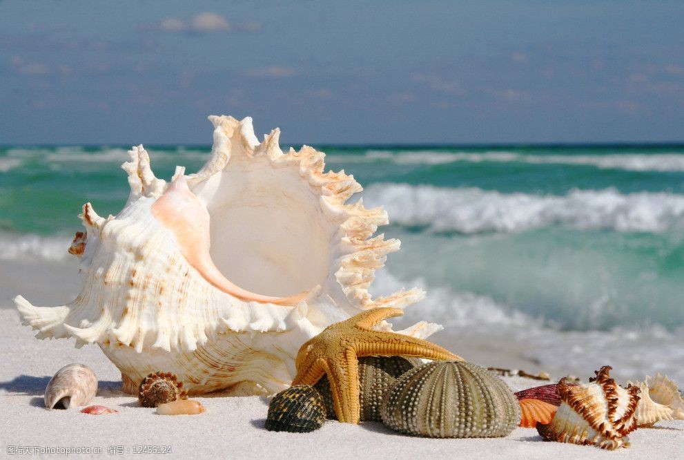会员卡 关键词:沙滩上的海螺 海滩 沙滩 贝壳 海星 海螺 大海 海边