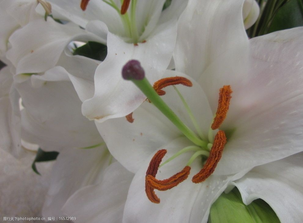 关键词:百合花 百合 壁纸 花蕊 花卉 白色花朵 花草 生物世界 摄影