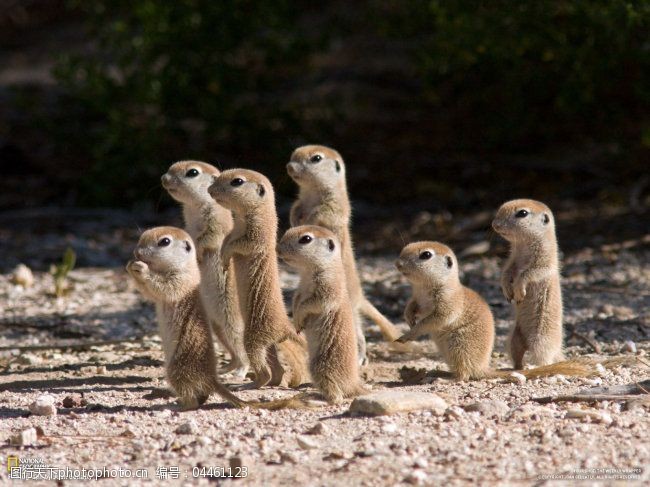 关键词:可爱的小动物们免费下载 草原风景 可爱 小动物 图片素材 生物