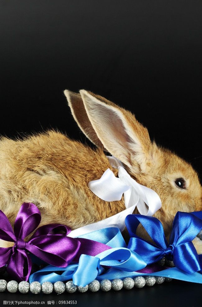 漂亮的兔子图片