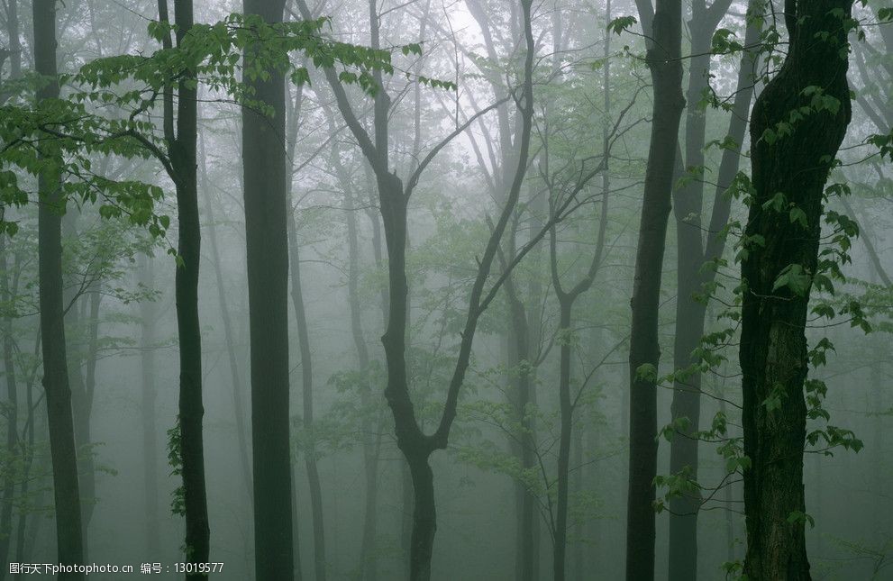 关键词:森林 国家公园 树林 深山 公园 雾 树木 雾霭 自然山川 自然