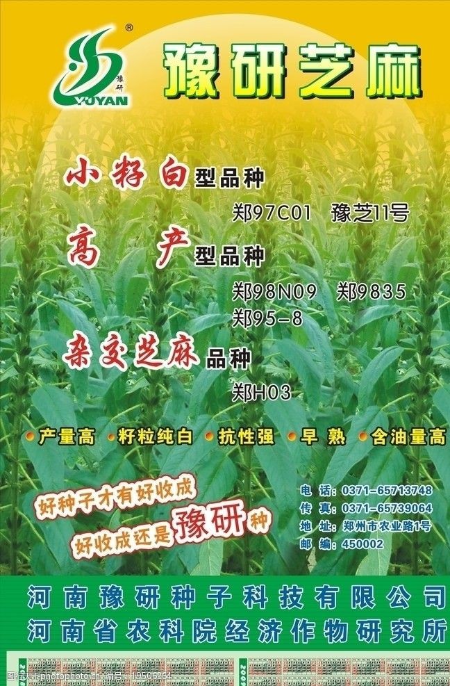 芝麻海报宣传图片