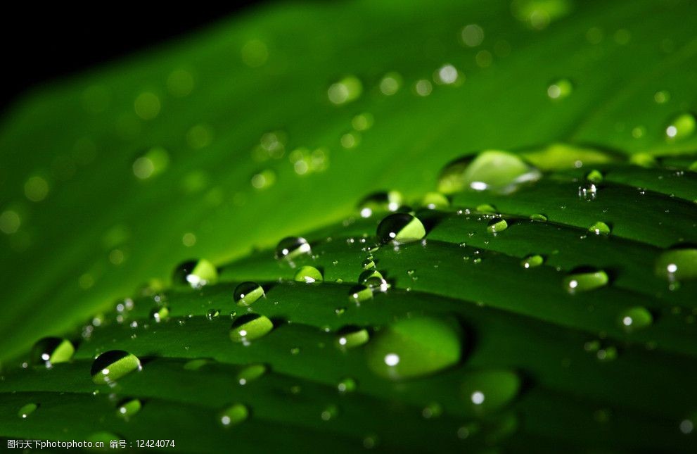 树叶上的水珠图片