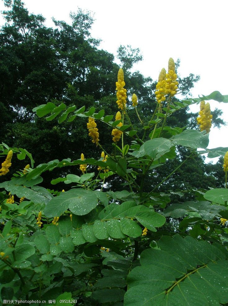 香港九龙公园的黄花决明图片