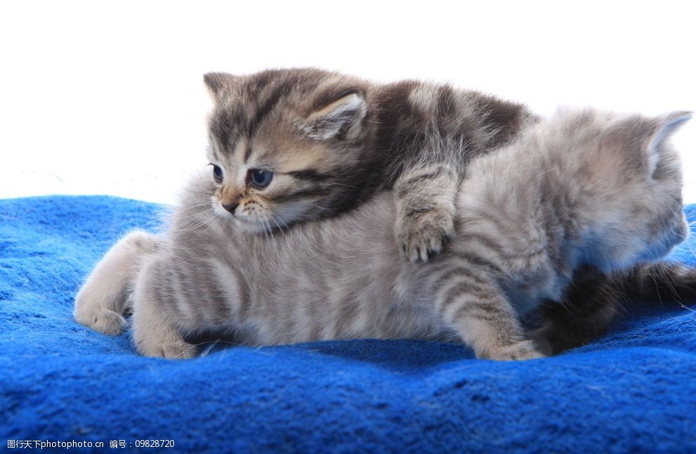 可爱猫咪图片图片-图行天下图库