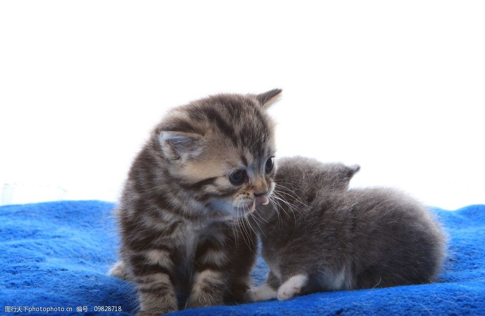 两只小猫图片图片-图行天下图库