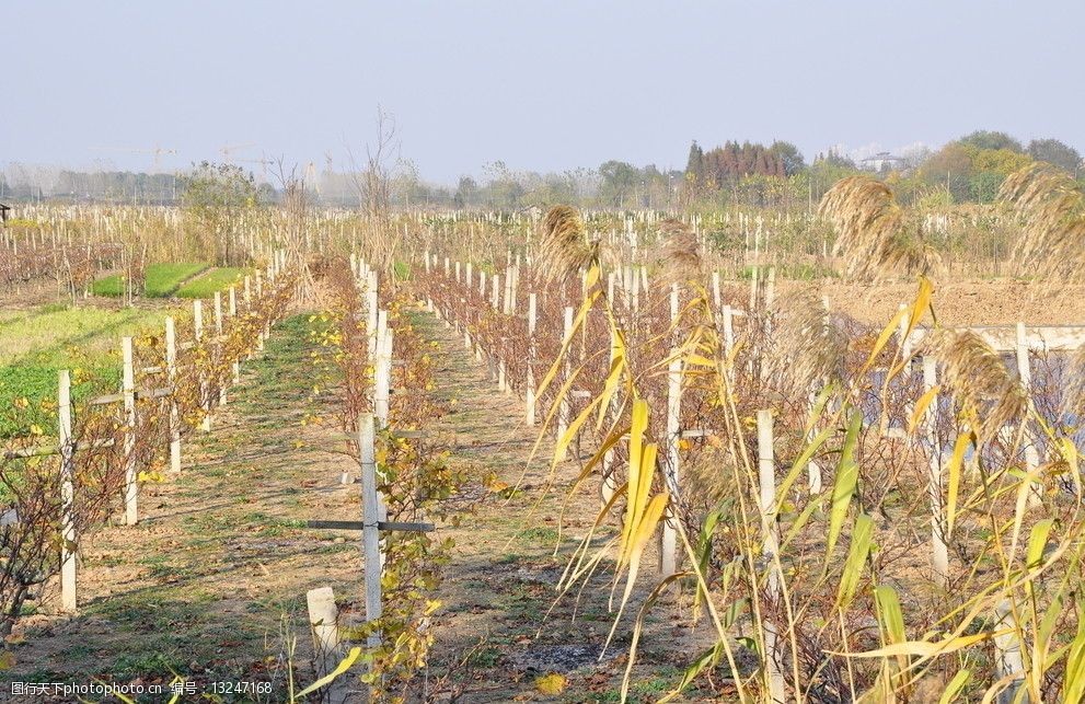 关键词:葡萄园 南京 江心洲 农田 青草 葡萄架 植物 绿树 国内旅游