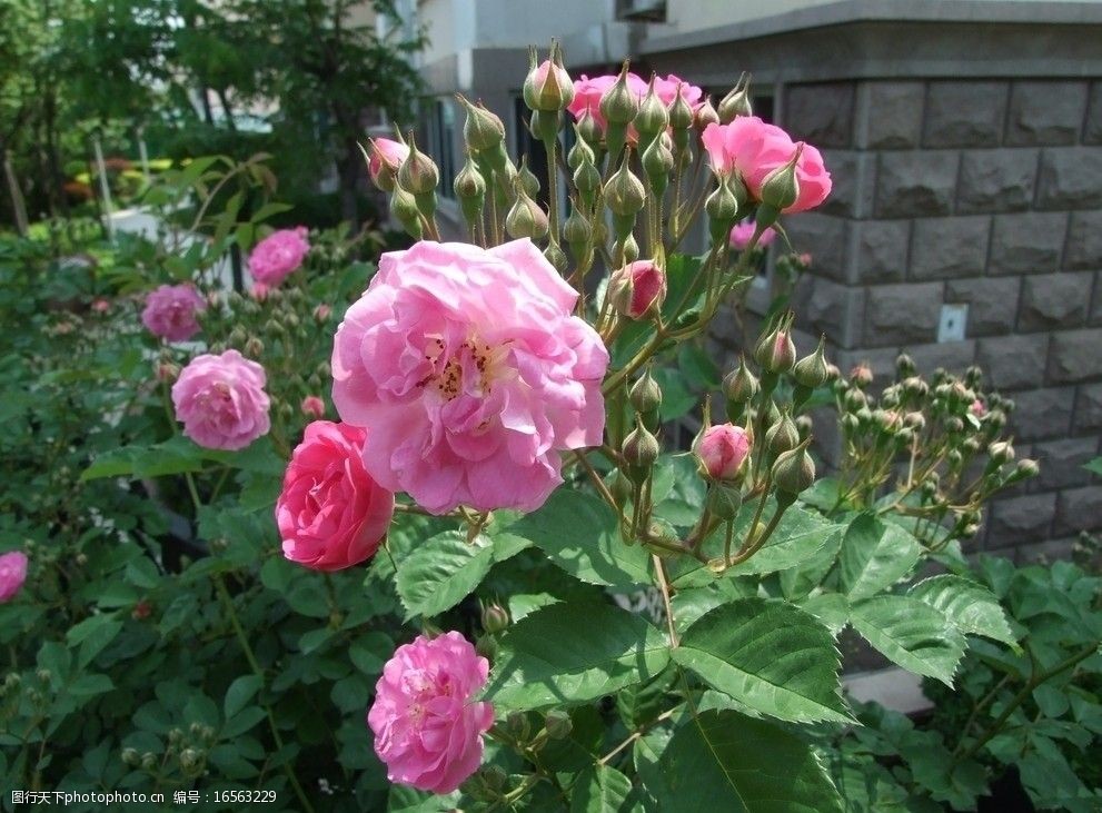 蔷薇花和花蕾图片