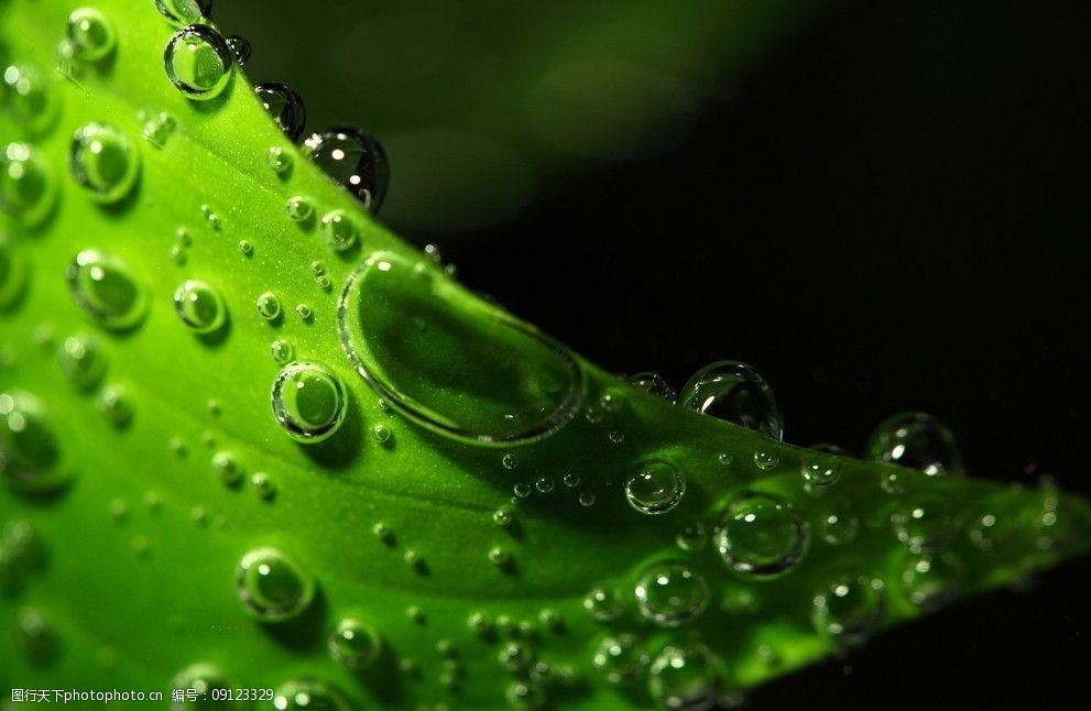 清新绿叶水滴图片唯美图片