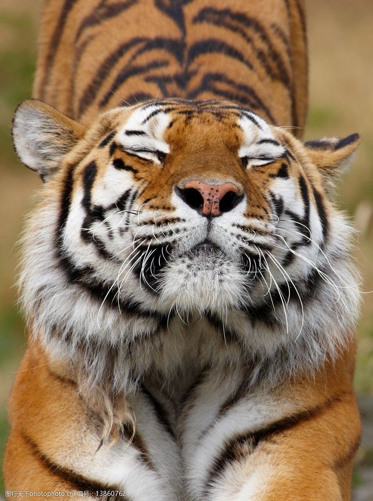 兽中之王 虎年 虎年吉祥 节日素材 生肖 威猛动物 王者 高清老虎 花纹