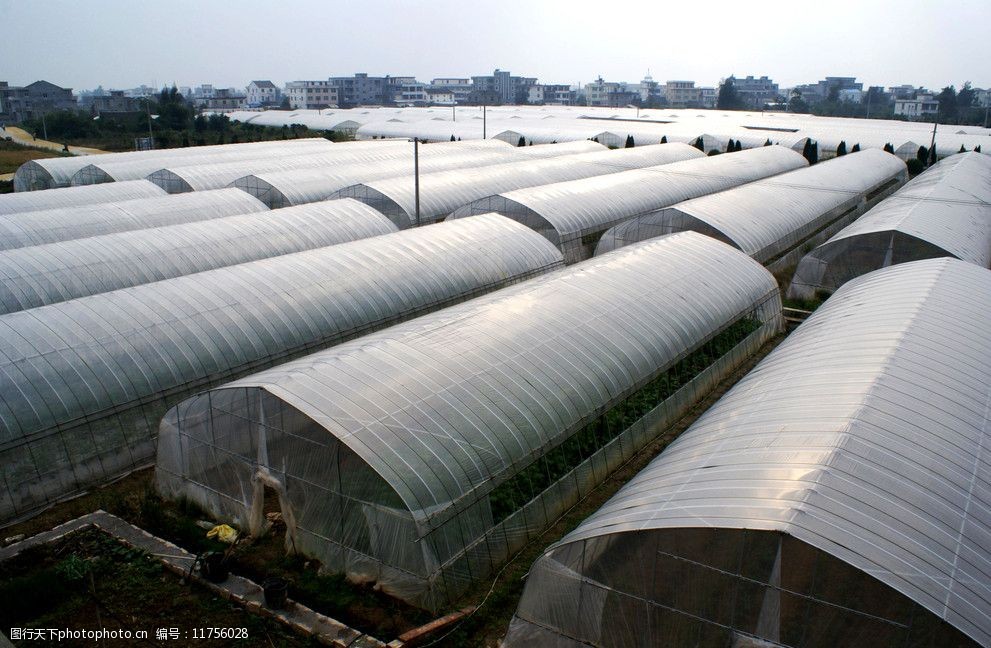 蔬菜大棚基地图片