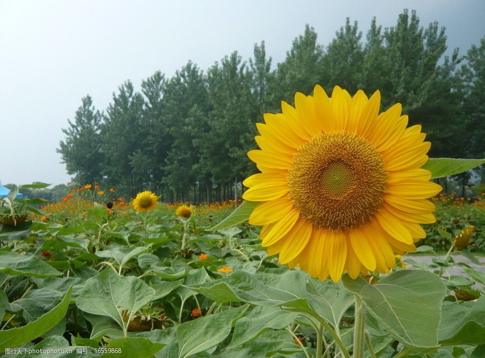 葵花向日葵花太陽花圖片