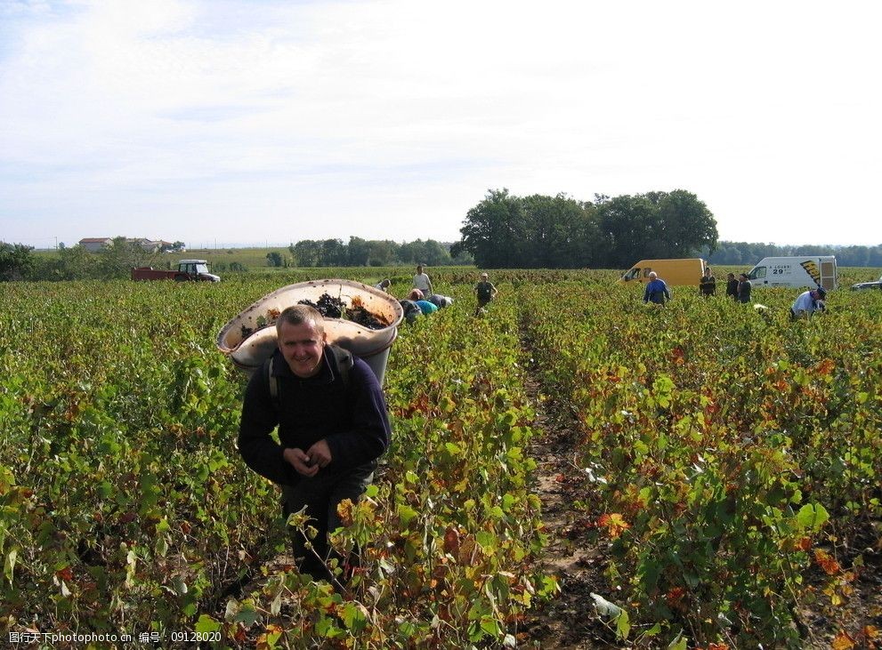 法国手工采摘葡萄图片