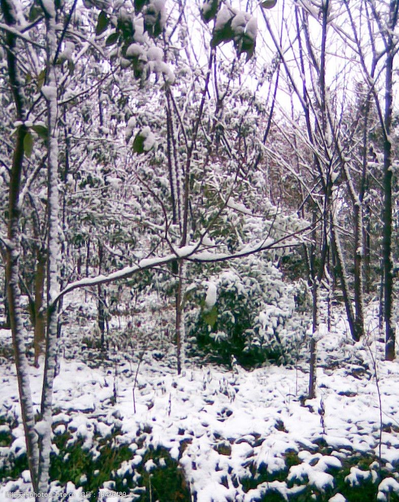 雪景白雪树上的雪花图片