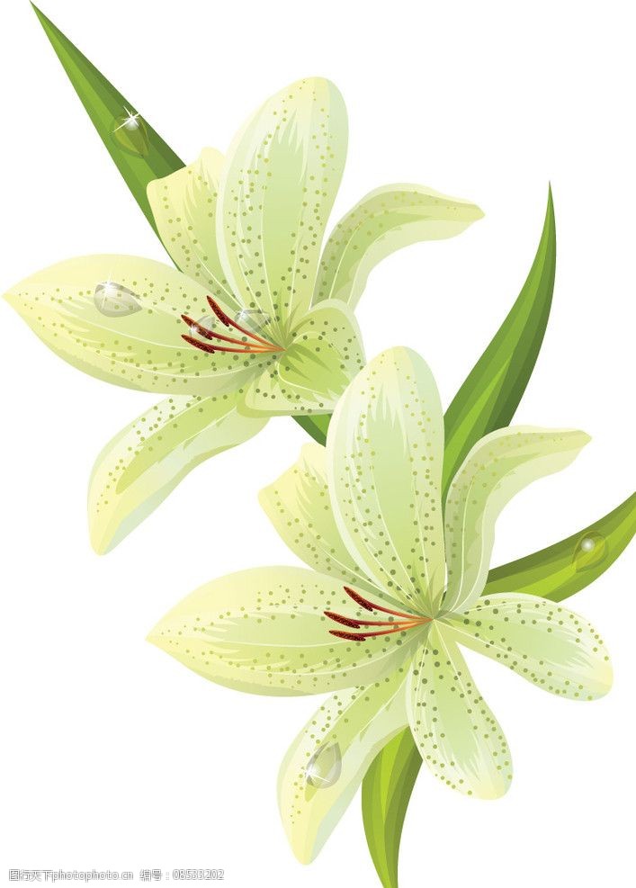 矢量百合花图片
