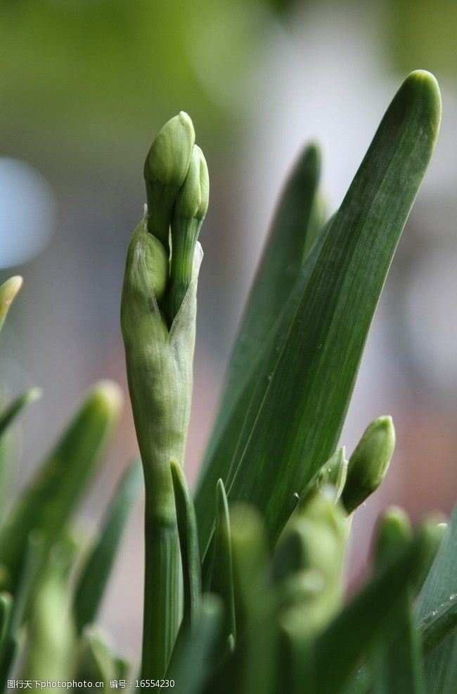 关键词:水仙花蕾 水仙 花蕾 苞蕾 花草 生物世界 摄影 72dpi jpg