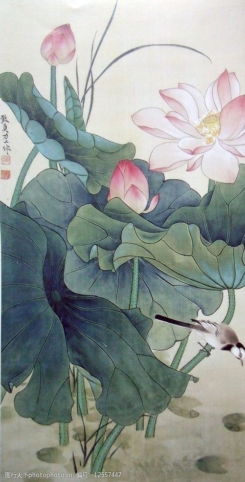 国画荷花图片图片-图行天下图库