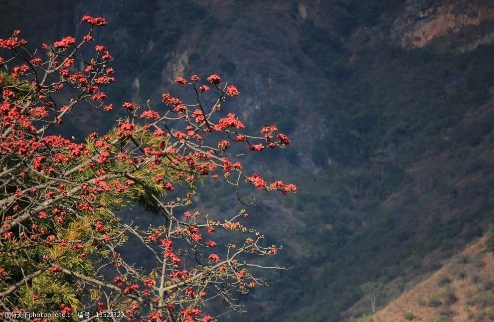 关键词:怒江的木棉花 云南 怒江 大峡谷 木棉花 国内旅游 旅游摄影