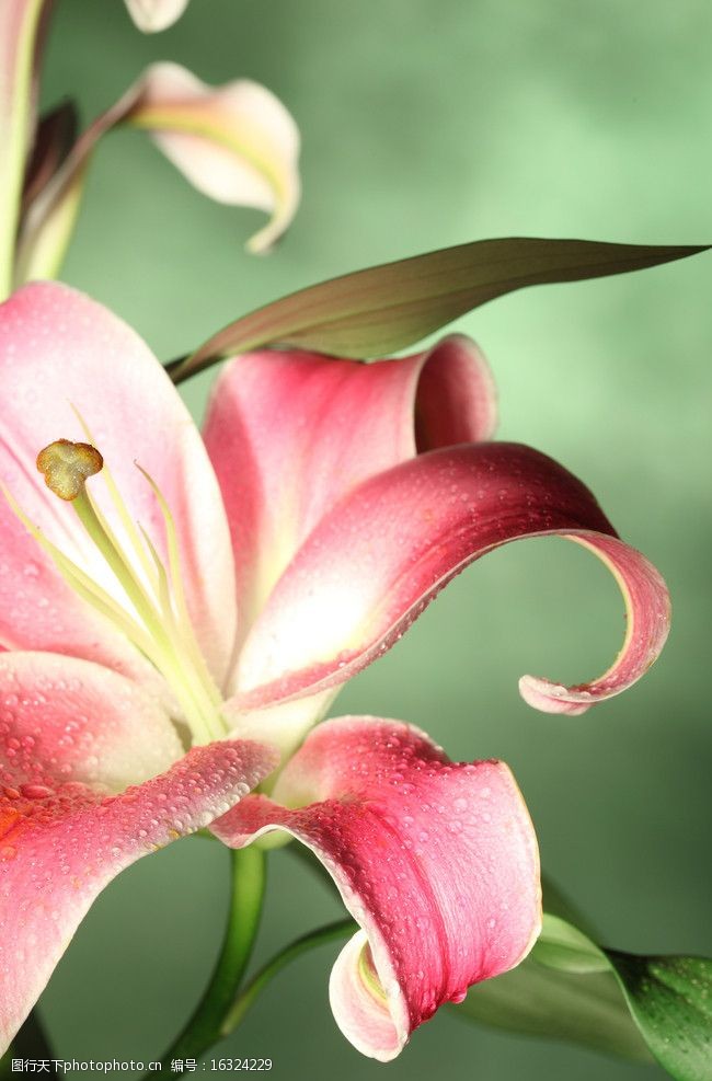 设计图库 生物世界 花草 关键词:盛开的百合花 百合花 花朵 花卉 花