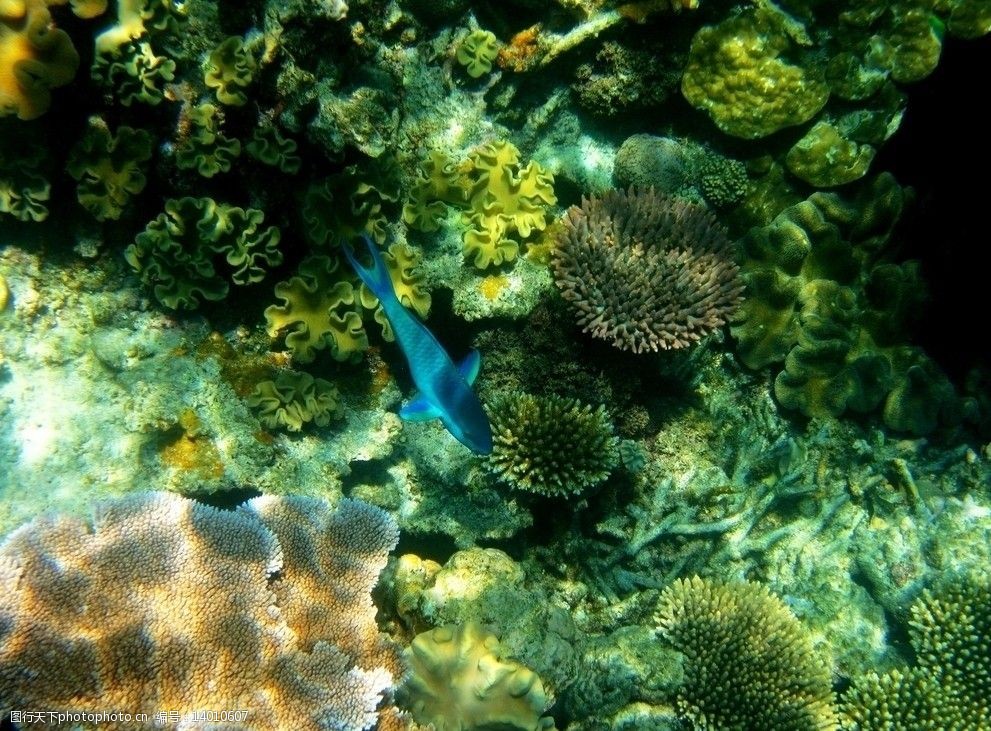 关键词:美丽的珊瑚 海底 鱼 珊瑚 海洋生物 生物世界 摄影 180dpi jpg