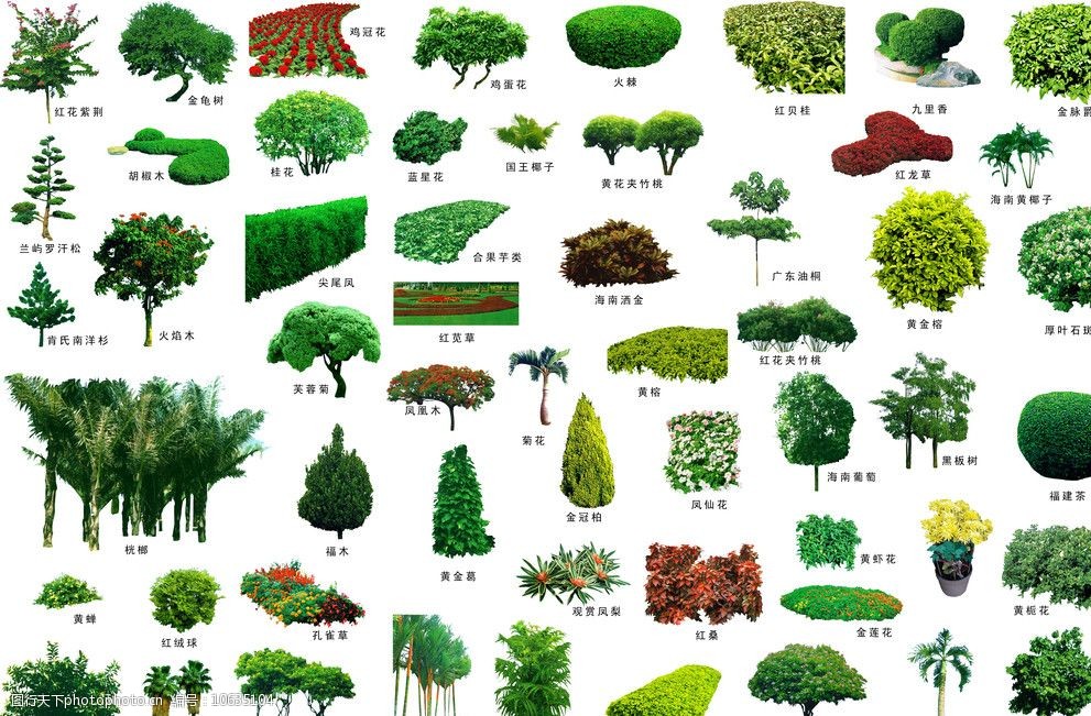 园林树木种类和名称图图片