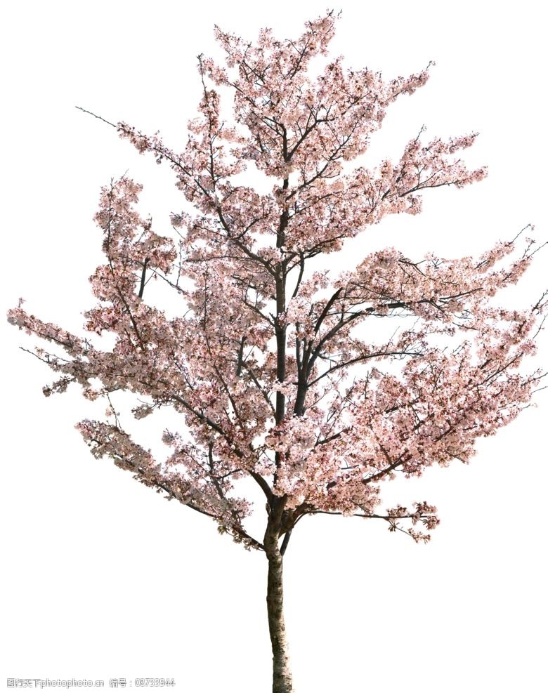 园林树木桃树透明png图片图片-图行天下图库