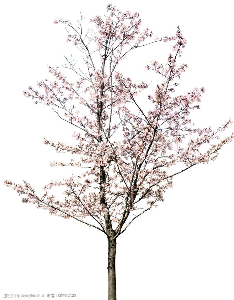 园林树木桃树透明png图片图片-图行天下图库