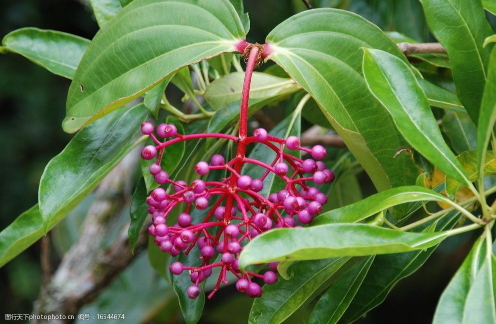桃红色果子花朵图片