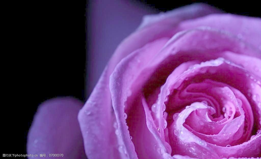 玫瑰水珠水滴图片