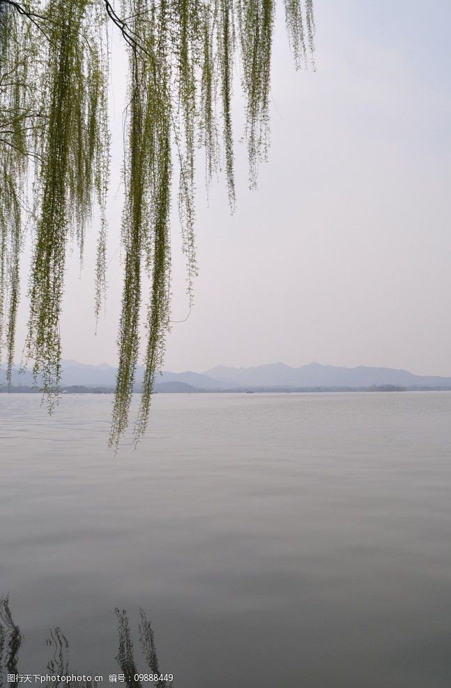 西湖垂柳丝柳垂湖西图片