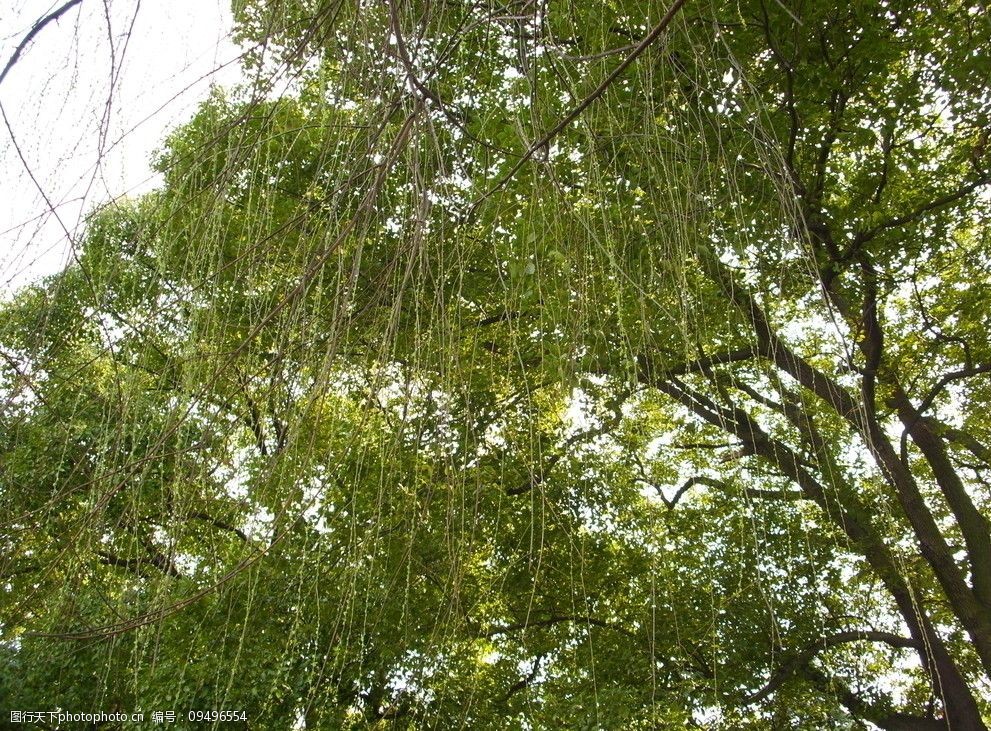 關鍵詞:三月遊 旅遊 公園 花 柳樹 樹木樹葉 生物世界 攝影 96dpi jpg