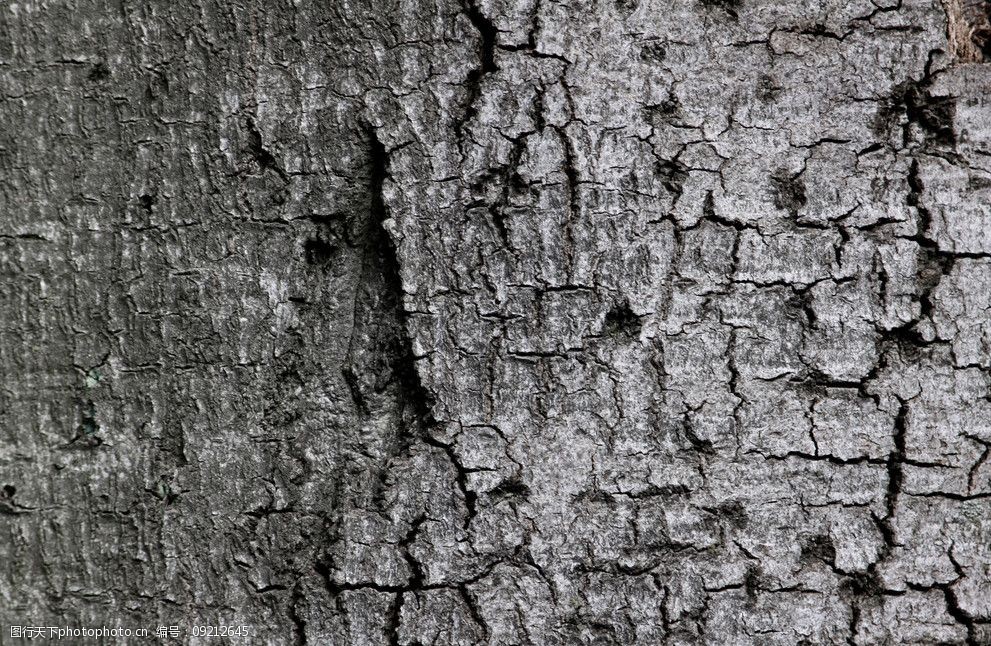 沙树树木纹路图片图片