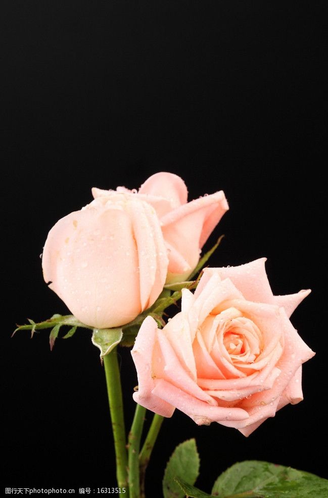 玫瑰花特写图片