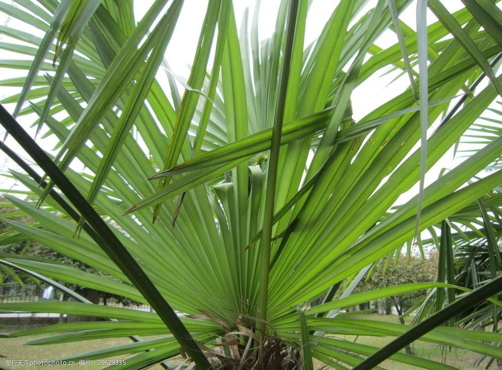 棕树图图片